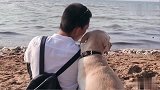 主人带赛文以及它的孩子们去海边玩耍，赛文又恢复往日的风采