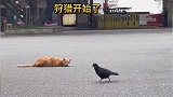 狩猎技术那么好，现场抓鸟真厉害，涨见识了吧