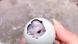 孵出一只小仓鼠啦！