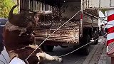 给牛蒙眼下车，结果悲剧了