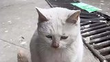 天气现在越来越冷了，小猫咪也想有个家
