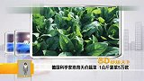 德国科学家培育天价蔬菜 1公斤菠菜5万欧