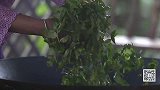 春天的茶最新鲜，经过多道工序，这味道让人无法抗拒！