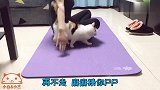 调皮的三三想和麻麻一起做瑜伽，还自创了猫咪瑜伽