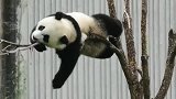 熊猫宝宝是真可爱，如此细小的树枝，又怎会能承受住你这样的体重