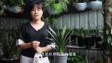 给君子兰施肥太麻烦？教你1招，简单轻松