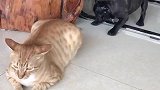 狗子：这猫尾巴看着不错，我来咬一口！