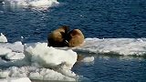 旅游-北极熊领地——弗朗兹约瑟夫岛