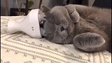 猫咪玩按摩器上瘾了，一副享受的样子！