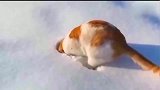 第一次见到雪的猫咪，这都把雪当做猫砂用了