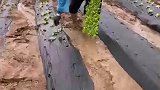 田园生活，农业种植