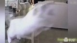 蠢猫麻麻弹跳起飞，摔到地上吓尿宝宝们