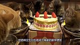 主人为猫咪过生日，给猫咪们准备了蛋糕，主人的举动十分有爱