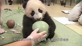 饲养员抢走熊猫的球，结果国宝当场发怒，表情太可爱了