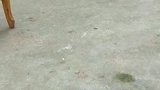 母鸡：这么小的狗子就想来挑战我了么