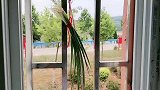 今天才知道，在窗户上挂一把小葱，作用真的厉害，很多人不知道