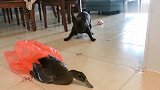斗牛犬看到地上躺着一只鸭子，就开始它的自娱自乐的表演了，好傻