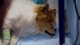 宠物医院，看着狗狗的病情，女主人不断说让它说吧，它这样太辛苦