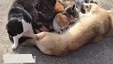 小猫趁着狗妈妈睡着偷喝奶，嘴多奶少全靠抢