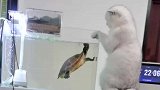 猫咪和乌龟的较量，看谁速度更快