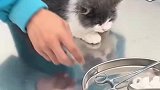 小猫咪打针有多难