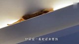 猫咪跑去抓虫子，结果下不来了，接下来忍住别笑