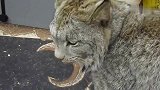 有人捡到了一只“大猫”，看起来有点像狮子，网友：品种稀有