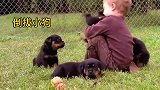 萌宠成长记，萌宝学会了雨露均沾，每个狗狗都要抱一抱