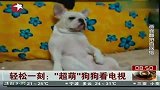 超萌狗狗看电视