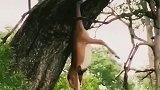 花豹和鬣狗拔河比赛，最关键羚羊还活着