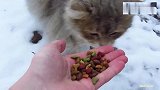 雪地的流浪猫吃了食物后追着求收养，网友这品种带回去绝对赚了!