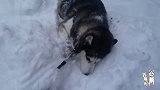 二哈雪地里耍赖就是不回家，二哈一个动作，网友：劝你还是别养了