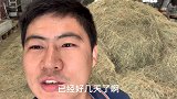 养牛小伙运气好，白得这么多草料，又够牛吃一阵了，这下赚大了！