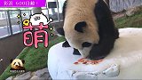 600日龄的熊猫宝宝彩浜收到美味礼物，对着镜头撩粉：我萌吗？