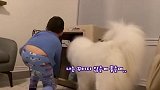 萨摩耶狗窝被小主人抢走，委屈巴巴跑去找铲屎官告状，场面笑爆了
