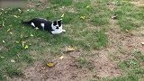 趴在草地上的猫咪，看这胖嘟嘟的小模样，主人太会养了吧！