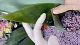 粽子这样包其实特别容易，第一次看完这个视频我就掌握了！