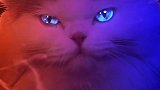 你会选择哪只猫咪