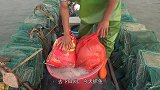小池一大早去别人的鱼排底下网鱼，抓到2条天然石斑鱼，很开心
