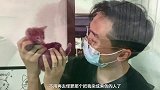 养猫吗？紫色那种！