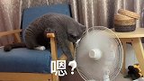 这猫指定是有点猫病！