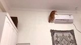 猫咪非要给我表演飞檐走壁，拦都拦不住！