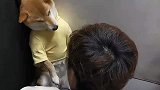 柴犬一夜没回家，被主人教训的大气都不敢出
