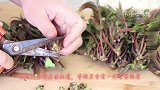 香椿别再炒鸡蛋了，试试这种做法，比炒的好吃10倍，给肉都不换
