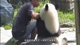 饲养员把大熊猫当白菜晒，其中一只吸引众人目光生着生着没墨了