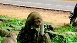 新生小猴子的妈妈从攻击中逃脱，她很幸运没的逃出来了