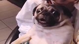 狗狗一看见打它主人，竟吓成这样，这模样真逗！