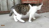 老公猫对新来的一只公猫，下手啦