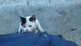 饥饿的小流浪猫，看到有人带食物来，兴奋的扑过来抱大腿