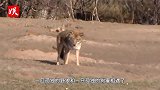 独狼遇上狗獾，两者“狼獾为奸”一起捕食，镜头拍下罕见画面！